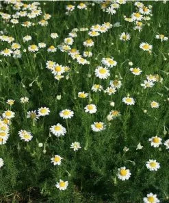 Future Forests Herbs Chamomile, Roman