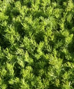 Future Forests Chamomile, Lawn