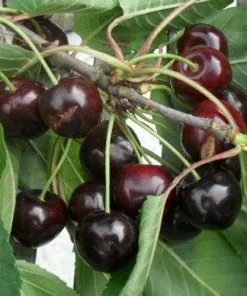 Future Forests Cherry Early Rivers