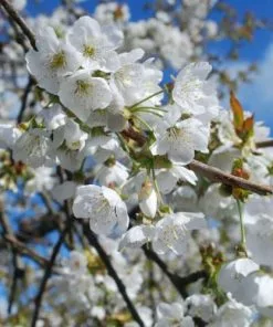 Future Forests Cherry Early Rivers 7 Future Forests Cherry Early Rivers