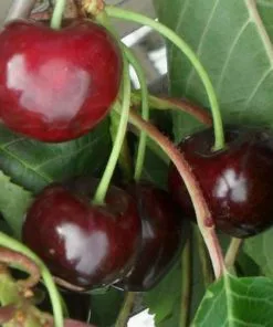 Future Forests Cherry Early Rivers