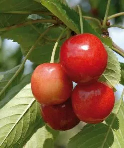 Future Forests Cherry Merton Glory Fruit