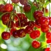 Future Forests Cherry Merton Glory Fruit 1 Future Forests Cherry Merton Glory Fruit