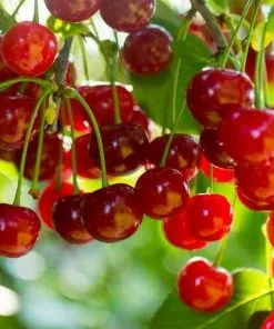 Future Forests Cherry Merton Glory Fruit