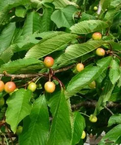 Future Forests Cherry Merton Glory Fruit