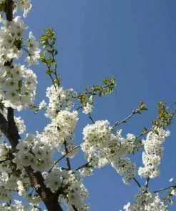 Future Forests Cherry Merton Glory Fruit