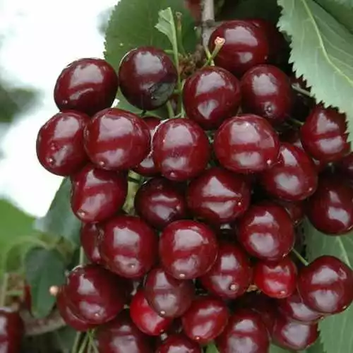 Future Forests Cherry Morello Fruit 3 Future Forests Cherry Morello Fruit