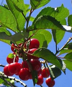 Future Forests Cherry Morello Fruit