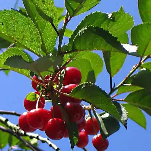 Future Forests Cherry Morello Fruit 4 Future Forests Cherry Morello Fruit