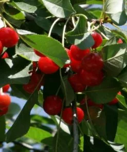 Future Forests Cherry Morello Fruit 10 Future Forests Cherry Morello Fruit