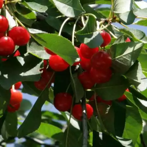 Future Forests Cherry Morello Fruit 5 Future Forests Cherry Morello Fruit