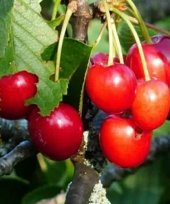 Future Forests Cherry Morello Fruit 11 Future Forests Cherry Morello Fruit