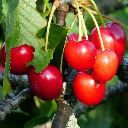 Future Forests Cherry Morello Fruit 6 Future Forests Cherry Morello Fruit