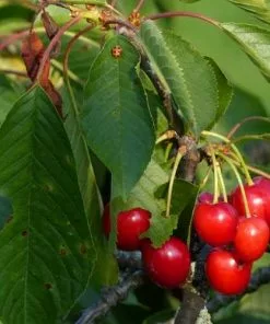 Future Forests Cherry Morello Fruit 12 Future Forests Cherry Morello Fruit