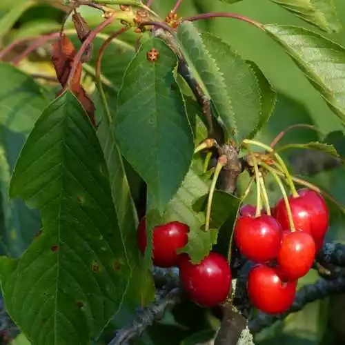 Future Forests Cherry Morello Fruit 7 Future Forests Cherry Morello Fruit