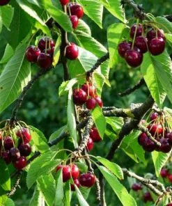 Future Forests Cherry Morello Fruit 13 Future Forests Cherry Morello Fruit