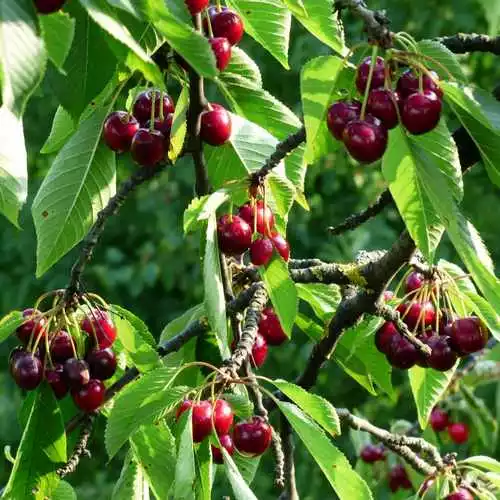 Future Forests Cherry Morello Fruit 8 Future Forests Cherry Morello Fruit
