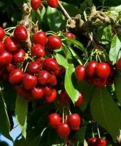 Future Forests Cherry Stella