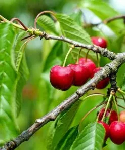 Future Forests Cherry Stella