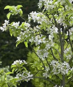 Future Forests Cherry Sunburst