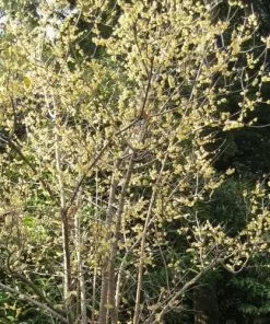 Future Forests Chimonanthus Praecox Shrubs