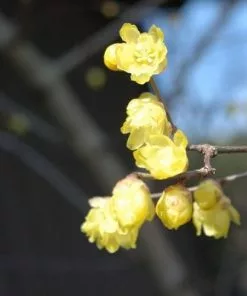 Future Forests Chimonanthus Praecox Shrubs