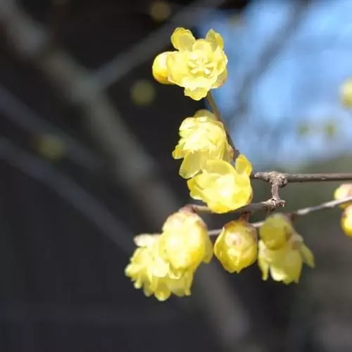 Future Forests Chimonanthus Praecox Shrubs 4 Future Forests Chimonanthus Praecox Shrubs