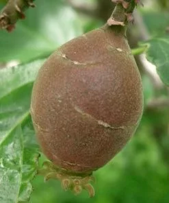 Future Forests Chimonanthus Praecox Shrubs 10 Future Forests Chimonanthus Praecox Shrubs