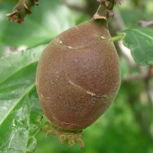 Future Forests Chimonanthus Praecox Shrubs 5 Future Forests Chimonanthus Praecox Shrubs