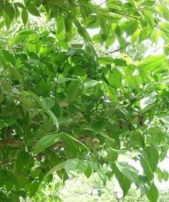 Future Forests Chimonanthus Praecox Shrubs 11 Future Forests Chimonanthus Praecox Shrubs