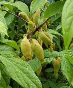 Future Forests Chimonanthus Praecox Shrubs 12 Future Forests Chimonanthus Praecox Shrubs