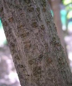 Future Forests Chimonanthus Praecox Shrubs 13 Future Forests Chimonanthus Praecox Shrubs