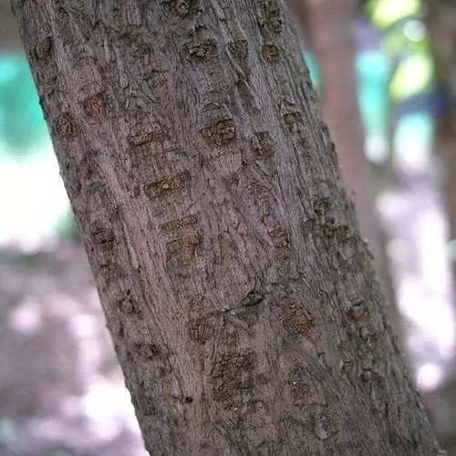 Future Forests Chimonanthus Praecox Shrubs 8 Future Forests Chimonanthus Praecox Shrubs