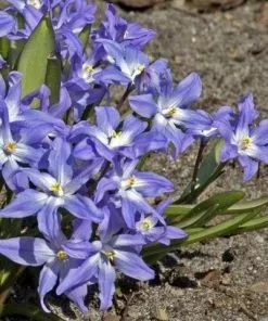 Future Forests Chionodoxa Luciliae