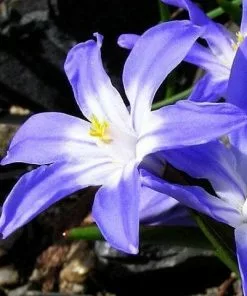 Future Forests Chionodoxa Luciliae