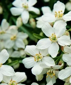 Future Forests Evergreen Shrubs Choisya Ternata Aztec Pearl
