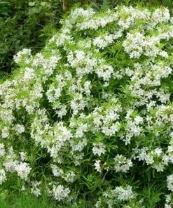 Future Forests Evergreen Shrubs Choisya Ternata Aztec Pearl