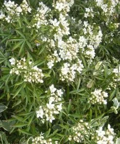 Future Forests Evergreen Shrubs Choisya Ternata Aztec Pearl