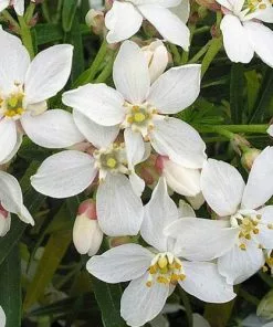 Future Forests Evergreen Shrubs Choisya Ternata Aztec Pearl
