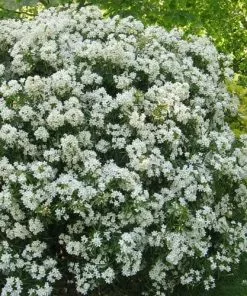 Future Forests Evergreen Shrubs Choisya Ternata Aztec Pearl