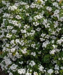 Future Forests Evergreen Shrubs Choisya Ternata Aztec Pearl