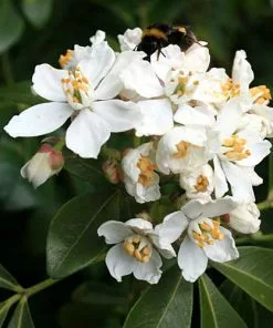 Future Forests Shrubs Choisya Ternata