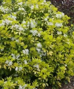 Future Forests Choisya Ternata Sundance