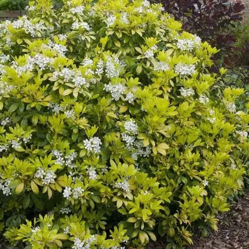 Future Forests Choisya Ternata Sundance 3 Future Forests Choisya Ternata Sundance