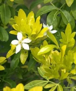 Future Forests Choisya Ternata Sundance