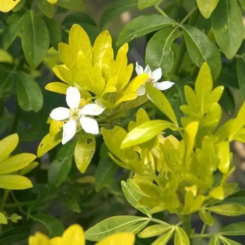 Future Forests Choisya Ternata Sundance 4 Future Forests Choisya Ternata Sundance