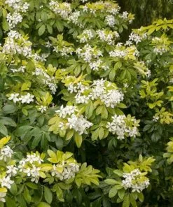 Future Forests Choisya Ternata Sundance 11 Future Forests Choisya Ternata Sundance