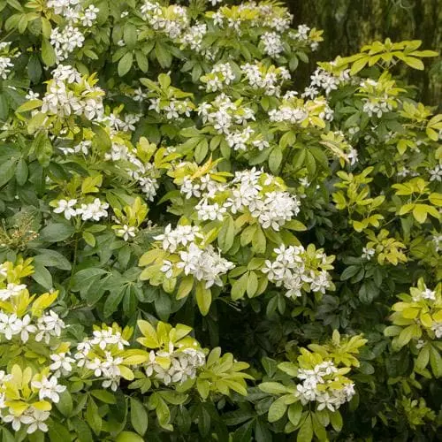 Future Forests Choisya Ternata Sundance 5 Future Forests Choisya Ternata Sundance