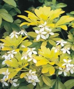 Future Forests Choisya Ternata Sundance 12 Future Forests Choisya Ternata Sundance