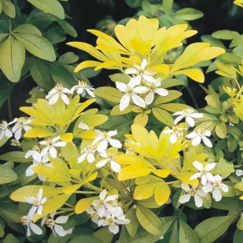 Future Forests Choisya Ternata Sundance 6 Future Forests Choisya Ternata Sundance